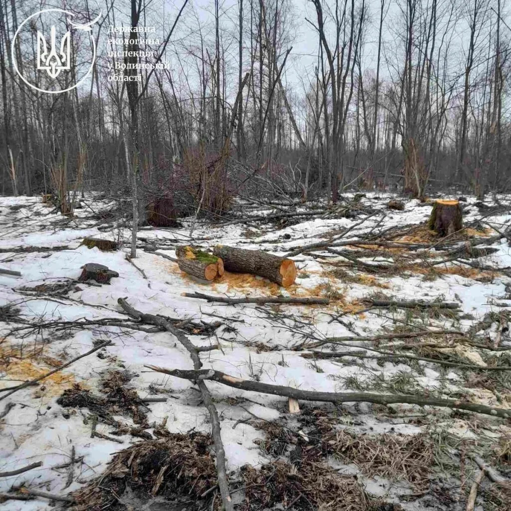 На Волині виявили незаконну вирубку дерев на понад 6 мільйонів гривень