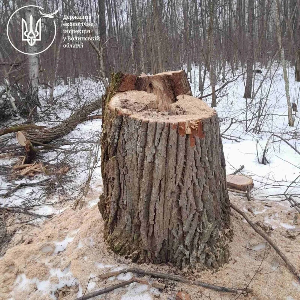 На Волині виявили незаконну вирубку дерев на понад 6 мільйонів гривень