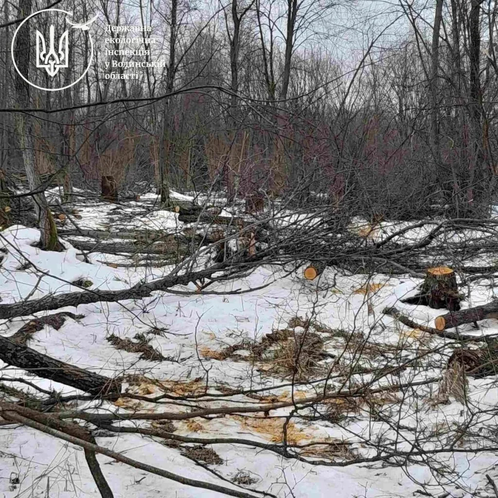 На Волині виявили незаконну вирубку дерев на понад 6 мільйонів гривень
