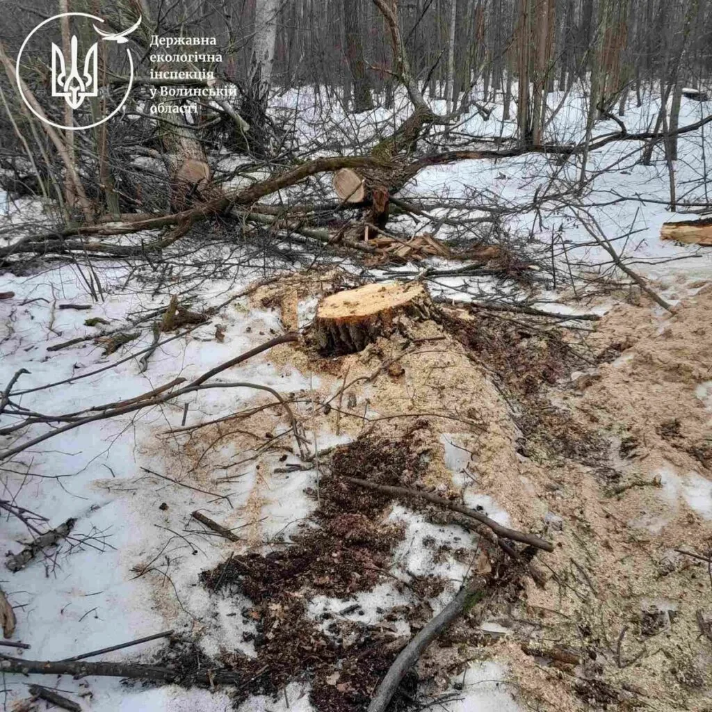 На Волині виявили незаконну вирубку дерев на понад 6 мільйонів гривень