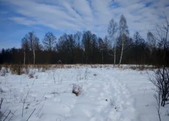 Волинські прокурори наполягають на поверненні державі земель НПП «Цуманська пуща». Мова про 29 га