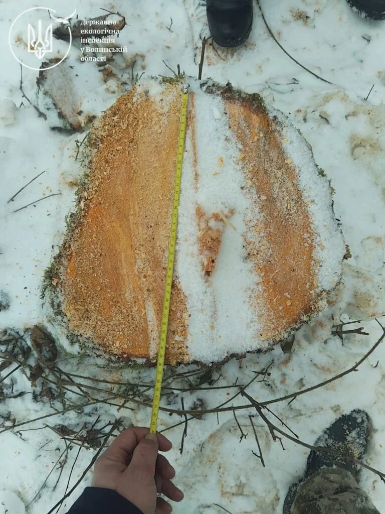 У Ковельському районі виявлено незаконну рубку дерев. Сума збитків складає понад 1,7 мільйона гривень