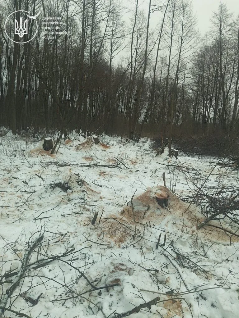 У Ковельському районі виявлено незаконну рубку дерев. Сума збитків складає понад 1,7 мільйона гривень
