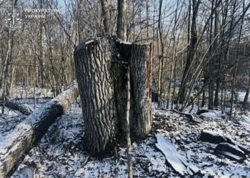 Прокурори Спеціалізованої екологічної прокуратури Волинської обласної прокуратури повідомили колишньому майстру лісу Цуманського лісництва філії «Ківерцівське лісове господарство» ДСГП «Ліси України» про підозру у службовій недбалості. Мова про 5 млн грн збитків.