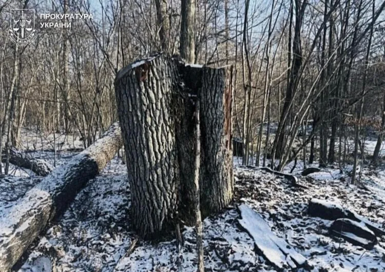 Прокурори Спеціалізованої екологічної прокуратури Волинської обласної прокуратури повідомили колишньому майстру лісу Цуманського лісництва філії «Ківерцівське лісове господарство» ДСГП «Ліси України» про підозру у службовій недбалості. Мова про 5 млн грн збитків.