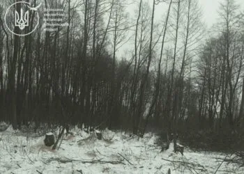 У Ковельському районі виявлено незаконну рубку дерев. Сума збитків складає понад 1,7 мільйона гривень