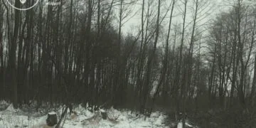 У Ковельському районі виявлено незаконну рубку дерев. Сума збитків складає понад 1,7 мільйона гривень