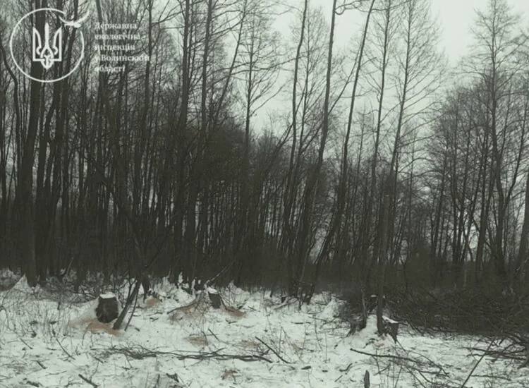 У Ковельському районі виявлено незаконну рубку дерев. Сума збитків складає понад 1,7 мільйона гривень