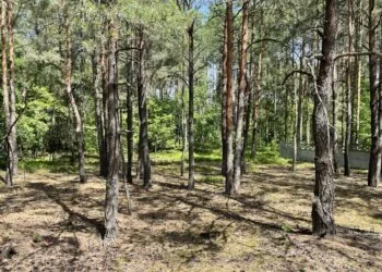 Ділянка в Шацьку, яку придбав ексчиновник ДСНС Билиця