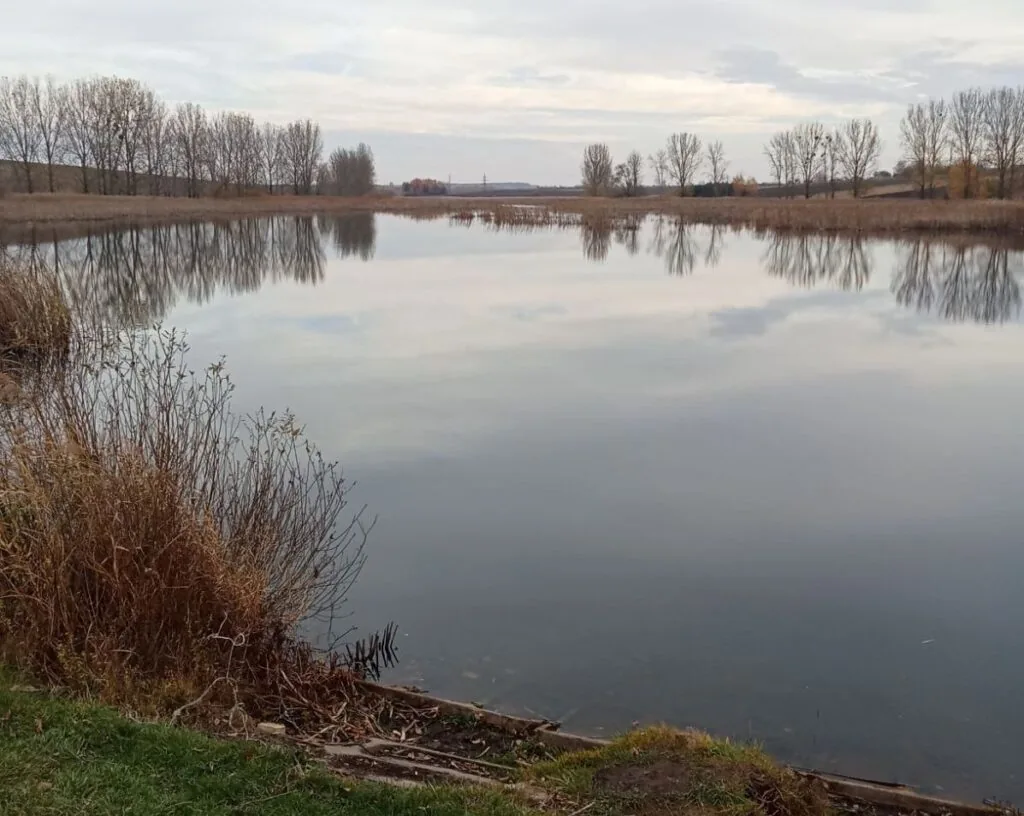 Павлівські ставки біля села Луковичі, оренда, аукціон
