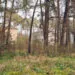 На Волині поліція розслідує передачу 8,6 га землі під Луцьком родинній фірмі нардепа Палиці