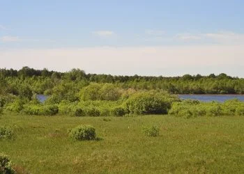 Ковельська окружна прокуратура звернулася до суду з позовом до Дубечненської сільради. Прокурори вимагають, щоб орган місцевого самоврядування зафіксував у документах межі ботанічної пам’ятки. Йдеться про орнітологічний заказник «Урочище Костянове», що охоплює 20 гектарів.