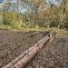 На Волині повідомлено про підозру екслісничому, який організував незаконну рубку на дерев на 1,9 млн грн