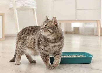 кіт
