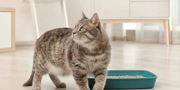 кіт