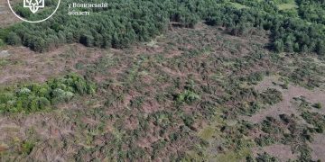 У Ковельському районі виявили незаконну вирубку близько п’яти тисяч дерев