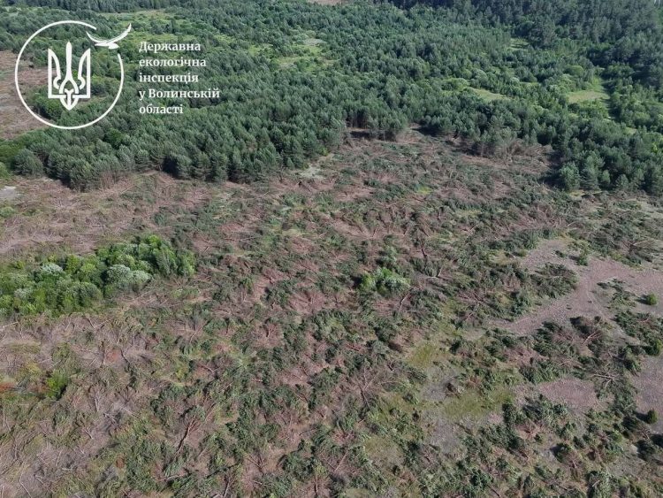 У Ковельському районі виявили незаконну вирубку близько п’яти тисяч дерев