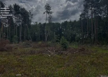 На території Буцинського лісництва - виявлено незаконну порубку 193 дерев