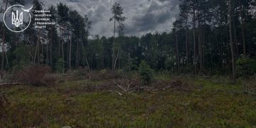 На території Буцинського лісництва - виявлено незаконну порубку 193 дерев