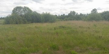 На Волині селищна рада здала в оренду два гектари поля за другим разом