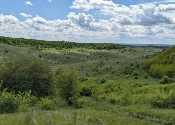 самозаліснена земля
