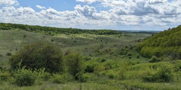 самозаліснена земля