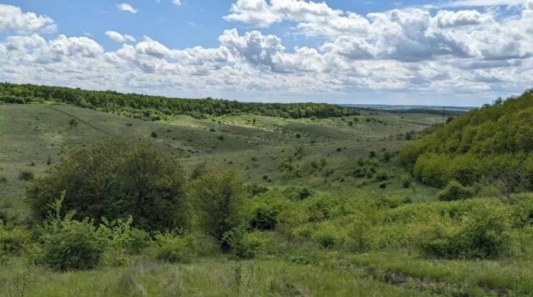 самозаліснена земля