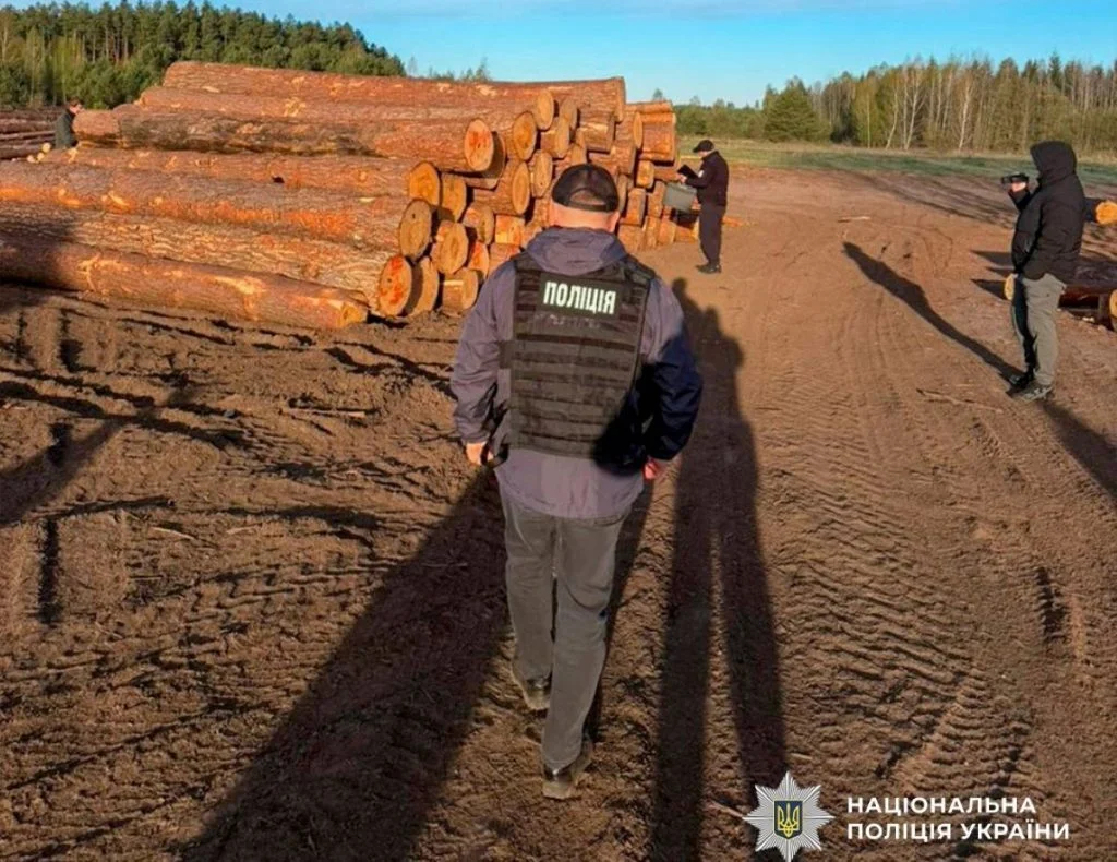 Незаконна порубка дерев на понад 15 млн гривень: на Волині Нацполіція викрила «чорних» лісорубів, серед яких посадовці лісового господарства