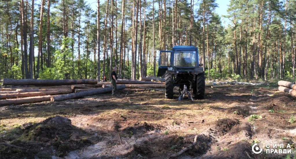 Місце вирубки неподалік Маневич