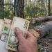 Штраф за дві сосни